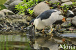 Kwak (Nycticorax nycticorax) 