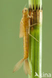 Lantaarntje (Ischnura elegans)