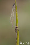 Blue-tailed Damselfly (Ischnura elegans)