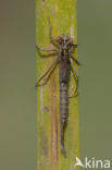 Blue-tailed Damselfly (Ischnura elegans)