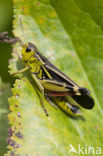 Large Banded Grasshopper (Arcyptera fusca)