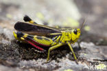 Large Banded Grasshopper (Arcyptera fusca)