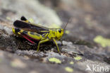 Large Banded Grasshopper (Arcyptera fusca)