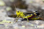 Large Banded Grasshopper (Arcyptera fusca)