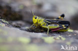 Large Banded Grasshopper (Arcyptera fusca)