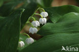 Lelietje-van-dalen (Convallaria majalis)