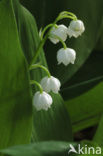 Lelietje-van-dalen (Convallaria majalis)