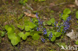 Leverbloempje (Hepatica nobilis)