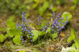 Leverbloempje (Hepatica nobilis)