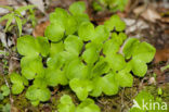 Round-lobed Hepatica (Hepatica nobilis)