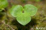 Round-lobed Hepatica (Hepatica nobilis)