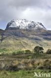 Loch Maree