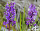 Mannetjesorchis (Orchis mascula) 