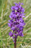 Mannetjesorchis (Orchis mascula) 