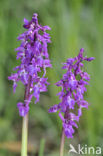 Mannetjesorchis (Orchis mascula) 