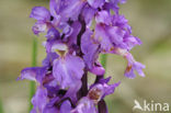 Mannetjesorchis (Orchis mascula) 