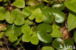 Mansoor (Asarum europaeum)