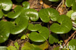 Mansoor (Asarum europaeum)