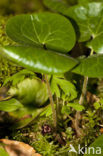 Mansoor (Asarum europaeum)