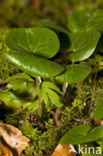 Mansoor (Asarum europaeum)