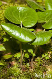 Mansoor (Asarum europaeum)