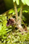 Mansoor (Asarum europaeum)