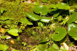 Mansoor (Asarum europaeum)