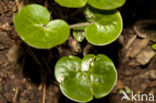 Mansoor (Asarum europaeum)