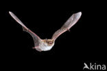 Meervleermuis (Myotis dasycneme) 