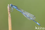 Southern Damselfly (Coenagrion mercuriale) 