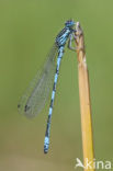 Mercuurwaterjuffer (Coenagrion mercuriale) 