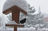 Merel (Turdus merula)