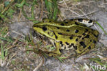 Edible Frog (Rana klepton esculenta