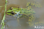 Middelste groene kikker (Rana klepton esculenta