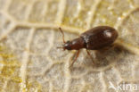 Minute Brown Scavenger Beetle (Cortinicara gibbosa)