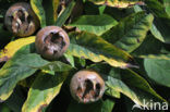 Medlar (Mespilus germanica)