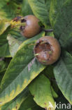 Medlar (Mespilus germanica)