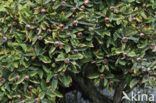Medlar (Mespilus germanica)