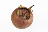 Medlar (Mespilus germanica)