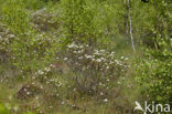 Moerasrozemarijn (Ledum palustre)