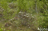 Marsh-Tea (Ledum palustre)