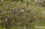 Marsh-Tea (Ledum palustre)