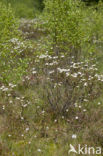 Moerasrozemarijn (Ledum palustre)