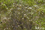 Moerasrozemarijn (Ledum palustre)