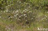 Marsh-Tea (Ledum palustre)