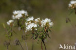 Moerasrozemarijn (Ledum palustre)