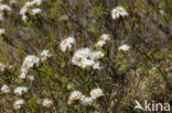 Moerasrozemarijn (Ledum palustre)
