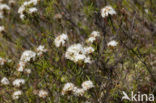 Marsh-Tea (Ledum palustre)