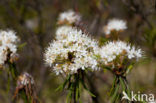 Moerasrozemarijn (Ledum palustre)