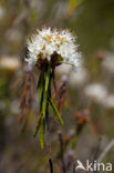 Moerasrozemarijn (Ledum palustre)